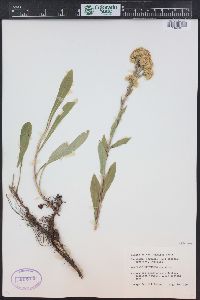 Solidago multiradiata image