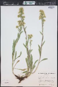 Solidago multiradiata image