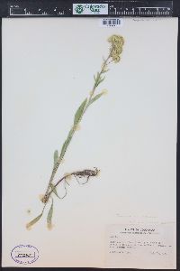 Solidago multiradiata image