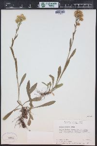 Solidago multiradiata image