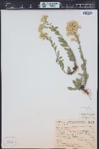 Solidago nana image