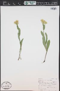 Oreochrysum parryi image