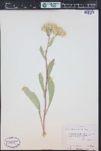 Oreochrysum parryi image