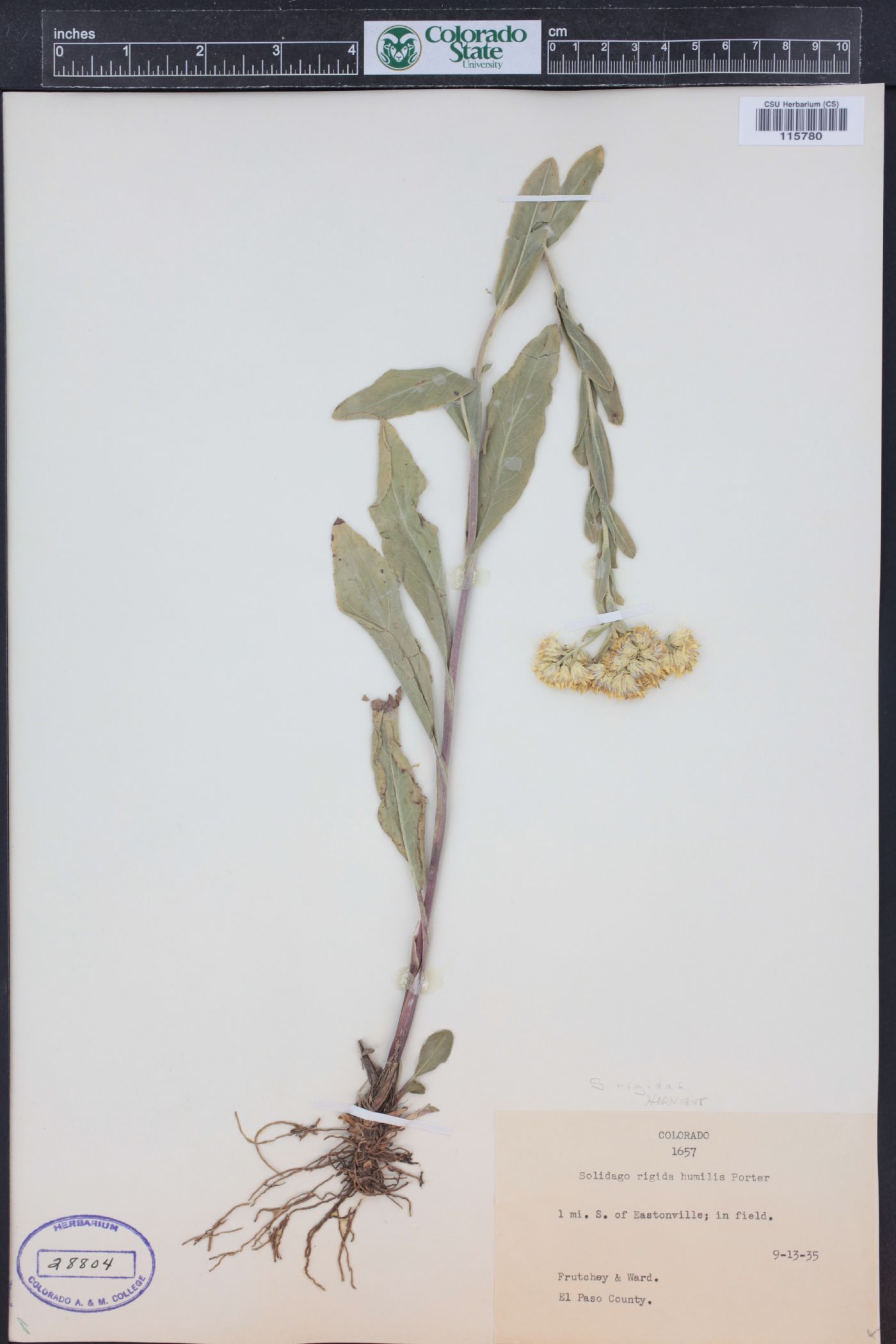 Solidago rigida subsp. humilis image