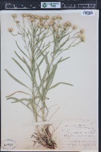 Solidago ptarmicoides image