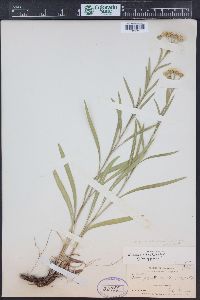 Solidago ptarmicoides image