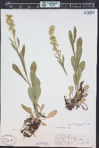 Solidago simplex image