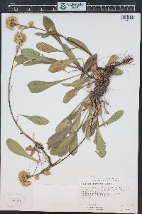 Solidago simplex image