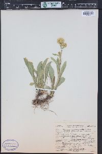 Solidago simplex image