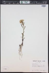 Solidago simplex image