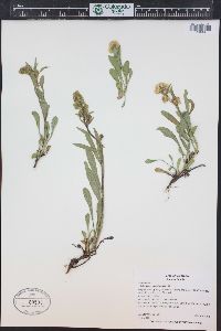 Solidago simplex image