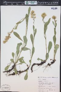 Solidago simplex image