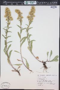 Solidago simplex image