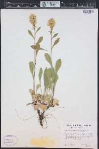 Solidago simplex image