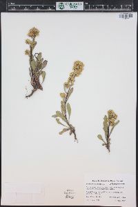 Solidago simplex image