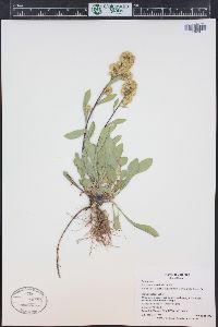 Solidago simplex image