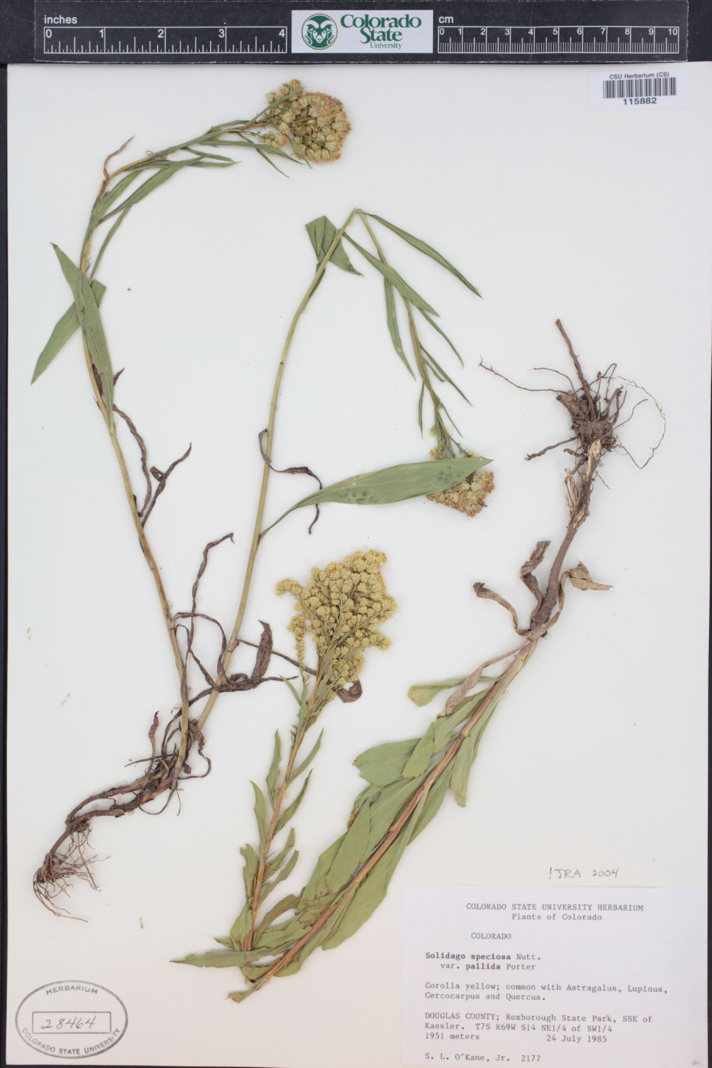 Solidago pallida image
