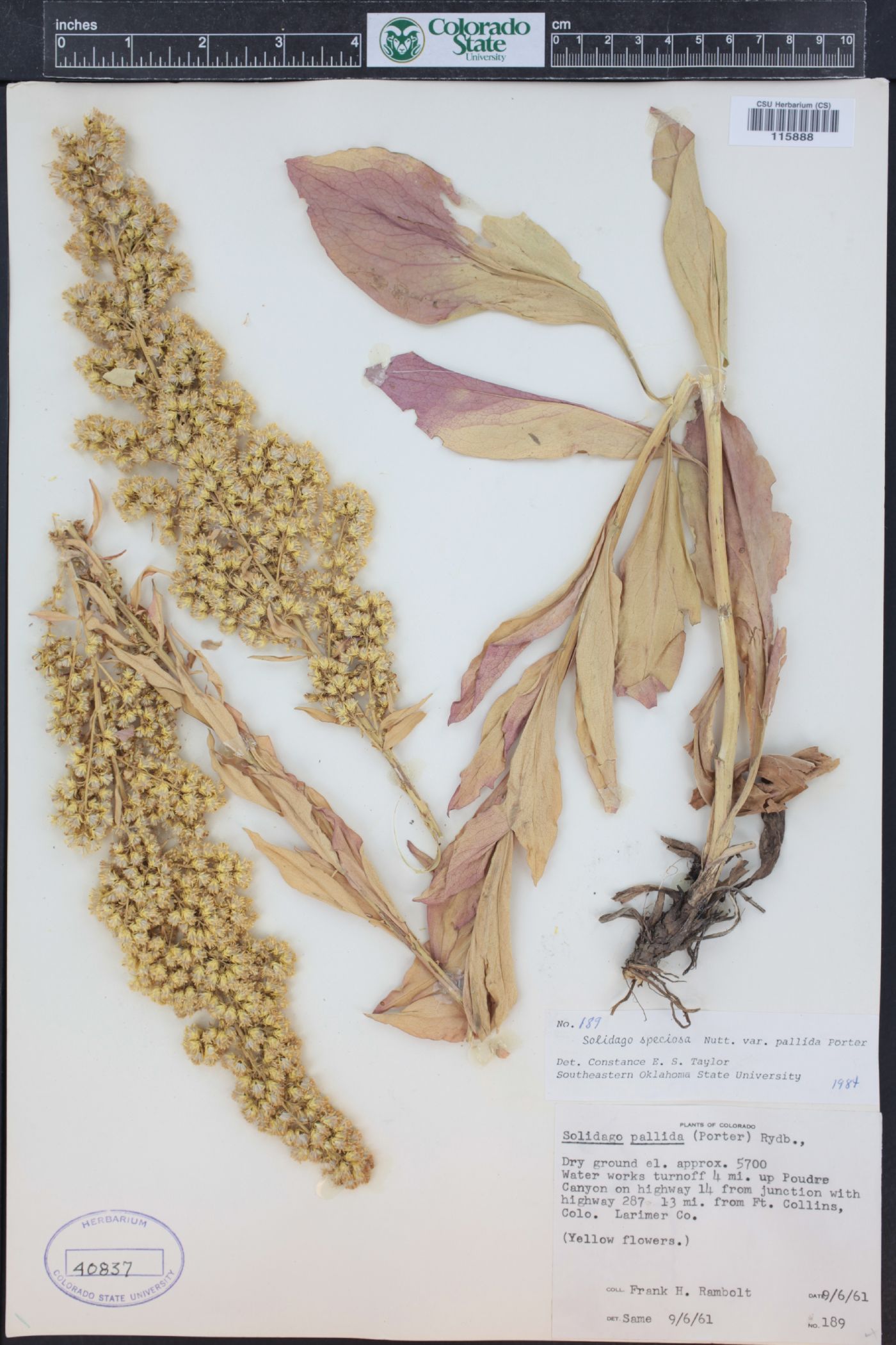 Solidago pallida image