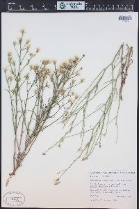 Stephanomeria pauciflora image