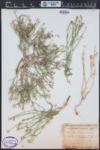 Stephanomeria runcinata image