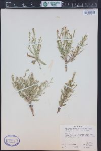 Stephanomeria runcinata image