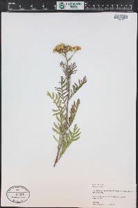 Tanacetum vulgare image