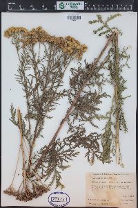 Tanacetum vulgare image