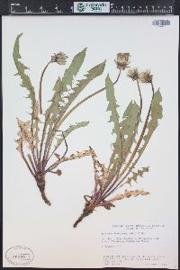 Taraxacum erythrospermum image