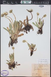 Taraxacum ceratophorum image