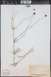 Thelesperma megapotamicum image