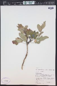 Mahonia repens image