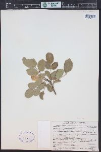 Mahonia repens image