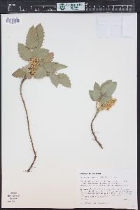 Mahonia repens image