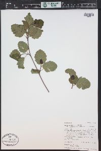 Alnus incana subsp. tenuifolia image