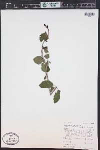 Alnus incana subsp. tenuifolia image