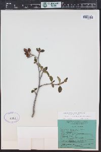 Alnus incana subsp. tenuifolia image