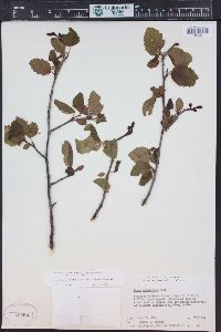 Alnus incana subsp. tenuifolia image