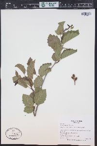 Alnus incana subsp. tenuifolia image