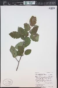 Alnus incana subsp. tenuifolia image