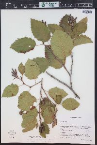 Alnus incana subsp. tenuifolia image