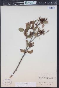 Alnus incana subsp. tenuifolia image