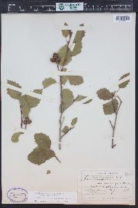 Alnus incana subsp. tenuifolia image