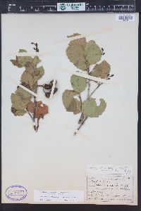 Alnus incana subsp. tenuifolia image