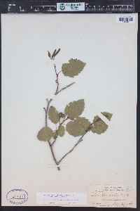 Alnus incana subsp. tenuifolia image