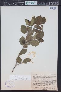 Alnus incana subsp. tenuifolia image