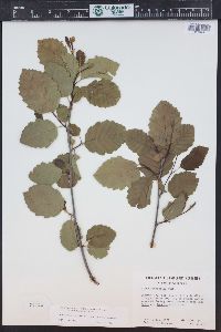 Alnus incana subsp. tenuifolia image