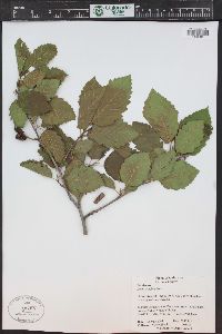 Alnus incana subsp. tenuifolia image