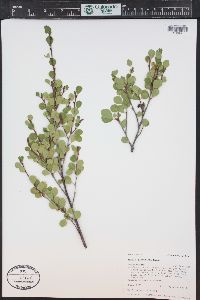 Betula glandulosa image