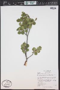 Betula glandulosa image