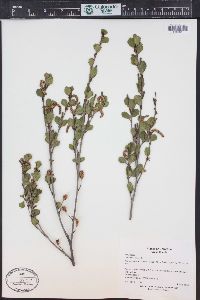 Betula glandulosa image